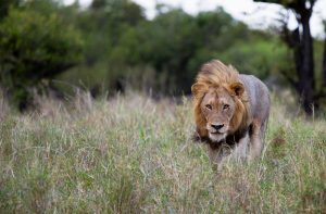 Wildlife safari