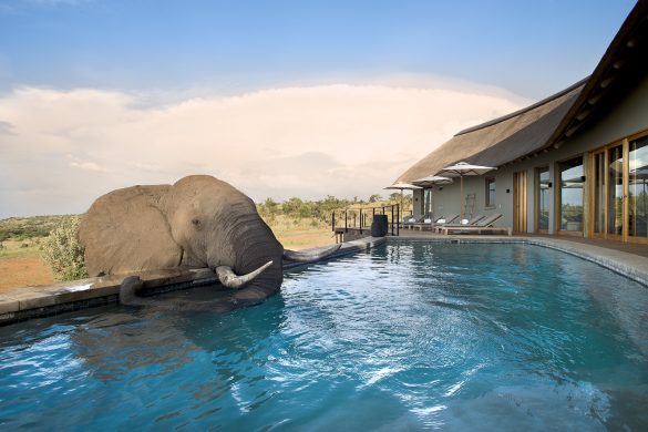 Mhondoro Safari Lodge & Villa 11 – main lodge pool