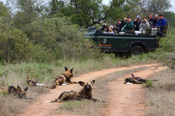 Motswari Private Game Reserve_Game Drives (16)
