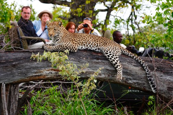 Motswari Private Game Reserve_Game Drives (23)