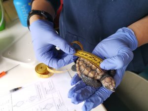 Turtle Rescue Road
