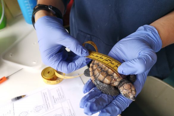 Turtle Rescue Road