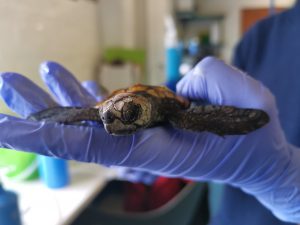 Turtle Rescue Road
