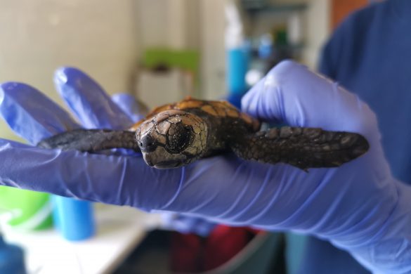 Turtle Rescue Road