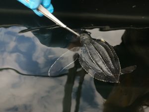 Turtle Rescue Road