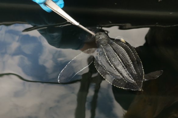 Turtle Rescue Road