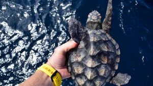 Turtle Rescue Road