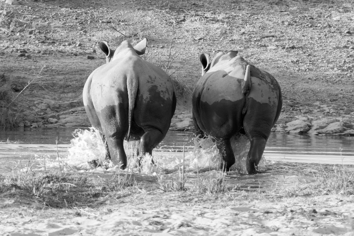 Marataba Rhino Week
