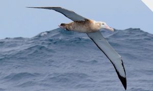 Antipodean Albatross