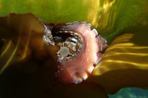 My Octopus Teacher
