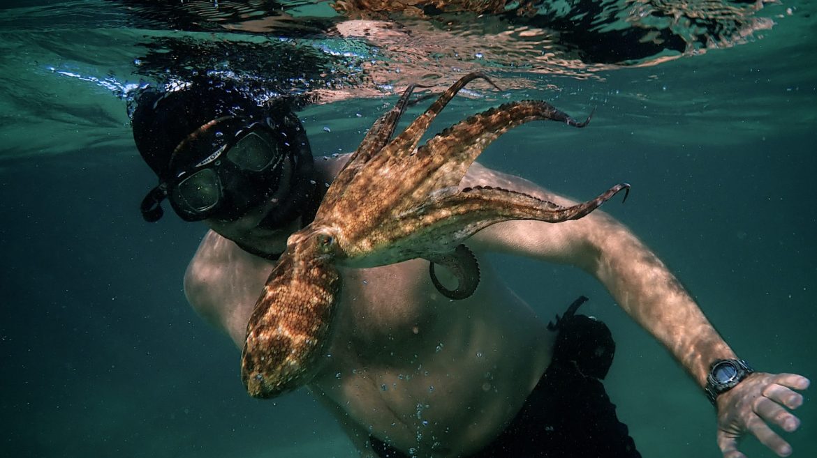 Watch: My Octopus Teacher