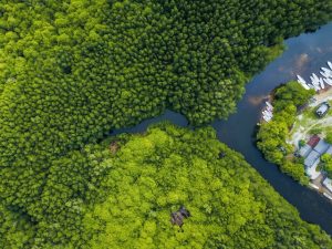 Saving mangrove ecosystems