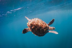 Turtle Release - NSRI and Two Oceans Aquarium
