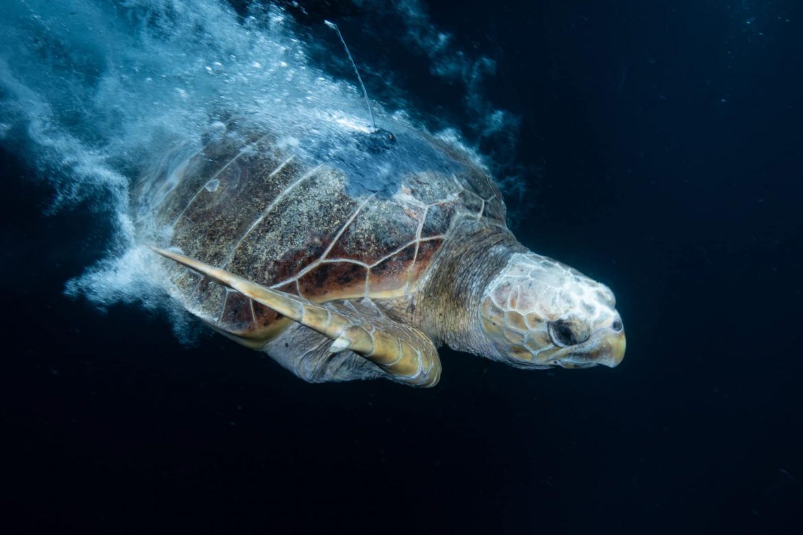 Turtle Release - Two Oceans Aquarium