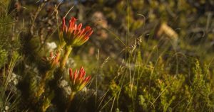 Western Cape