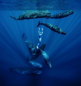 free diver Guillaume Nery