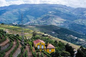 A vineyard stay Portugal
