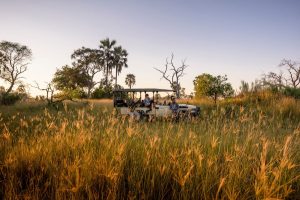 NIGHT SAFARIS